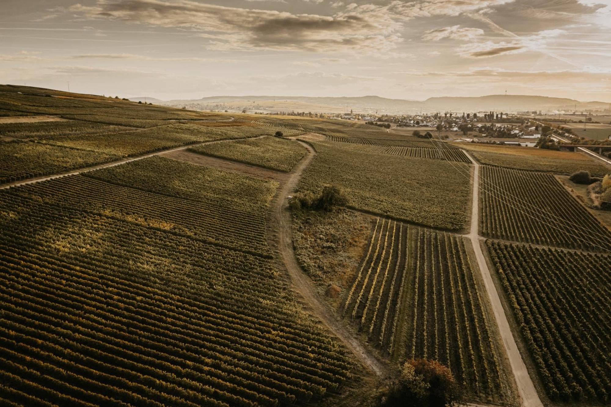 Weingut U. Gaestehaus Vogt-Fehlinger Biebelsheim Bagian luar foto